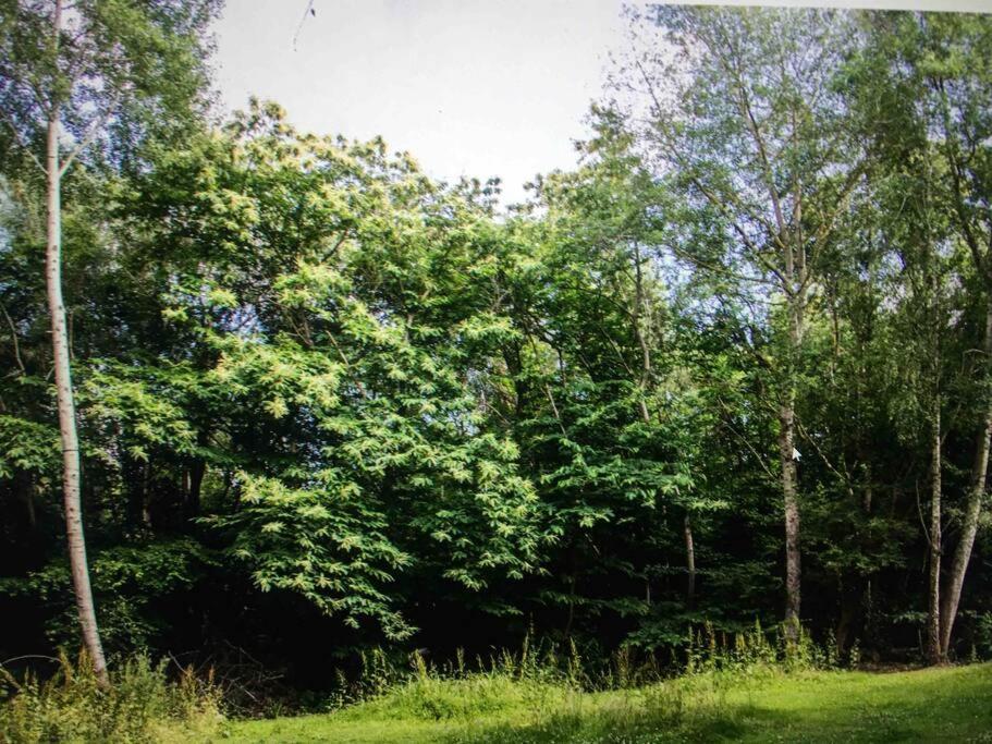 Cosy Woodland Romantic Retreat With Log Fires And Nature Sturry Екстер'єр фото